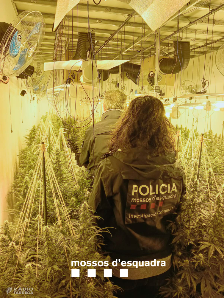 Desarticulat un grup criminal especialitzat en els cultius interiors de marihuana que operaven en diverses comarques de Lleida